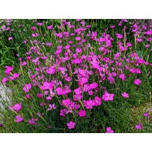 Maiden pink