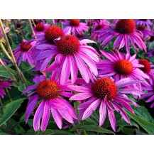 Coneflower