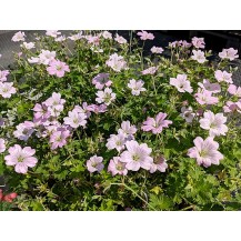 Cranesbill