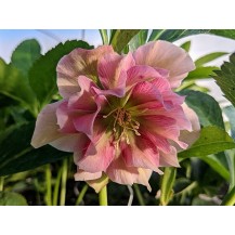 Lenten rose
