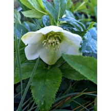 Lenten rose