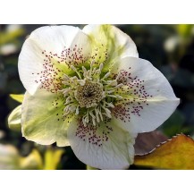 Lenten rose