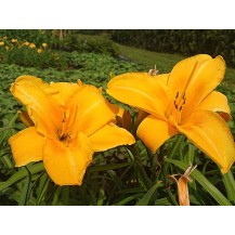 Daylily