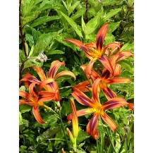 Daylily