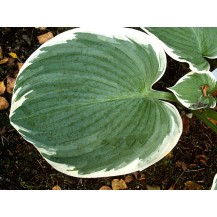 Hosta