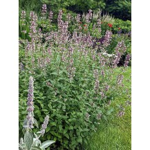 Catmint