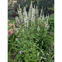 Naked catmint