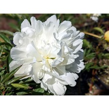 Peony