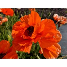 Oriental poppy