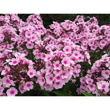 Garden phlox