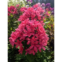 Garden phlox