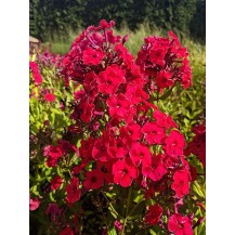 Garden phlox