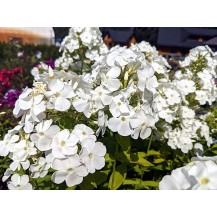 Garden phlox