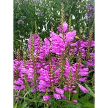 Obedient plant