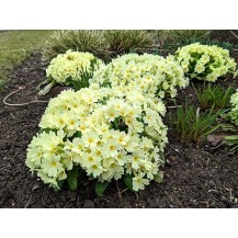 Primrose