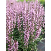 Meadow sage