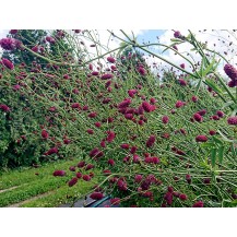 Great burnet