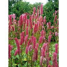 Great burnet