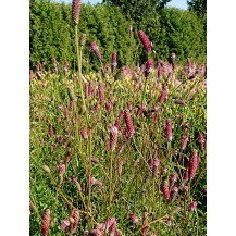 Burnet