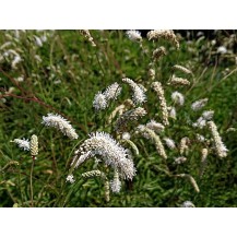 White Japanese burnet