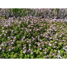 Common thyme