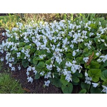 White wood violet