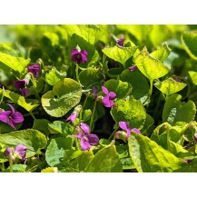 Woolly blue violet