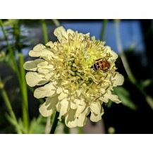 Giant scabious