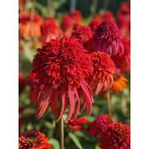Coneflower