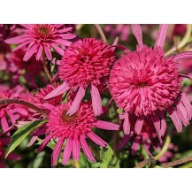 Coneflower