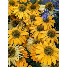 Coneflower
