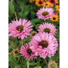 Coneflower