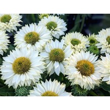 Coneflower