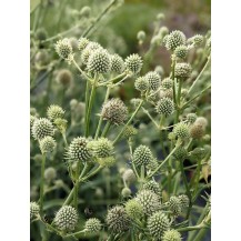 Rattlesnake master