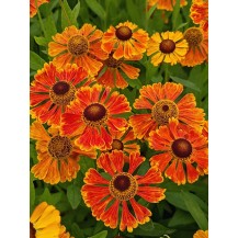 Sneezeweed