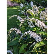 Gooseneck loosestrife