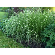 Snowy wood rush