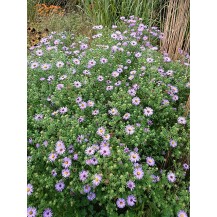 Aromatic aster