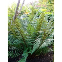 Golden-scaled Male Fern