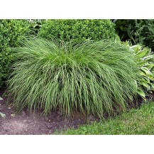 Soft-leaved sedge