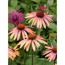 Coneflower