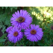 New England aster