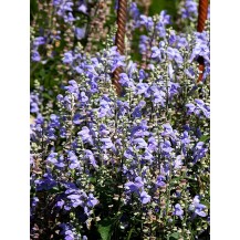 Hoary skullcap