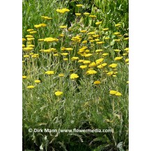 Yarrow