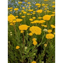 Fern-leaf yarrow