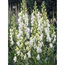 Monkshood