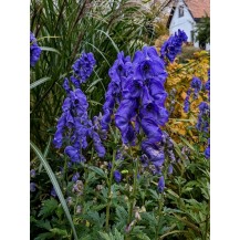 Monkshood