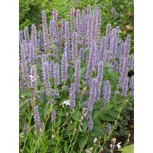 Giant hyssop