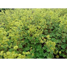 Dwarf lady's mantle