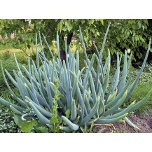 Spring (Welsh) onion